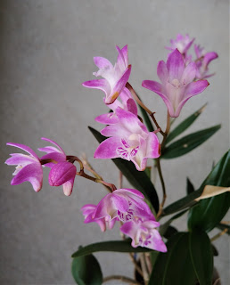 デンドロビウム・キンギアナムの花