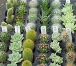 プチ寄せ植えに最適サイズのプラグ苗仕様のサボテン＆多肉植物