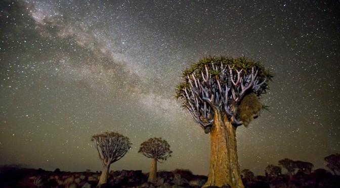 Diamond Nights, des arbres sous les étoiles