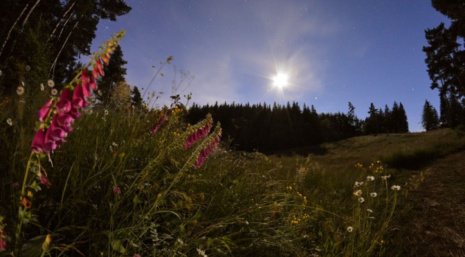 Auvergne (fin) : au clair de Lune poussent des digitales