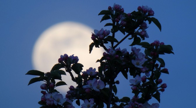 Ce soir ne manquez pas la Pleine Lune des cerisiers