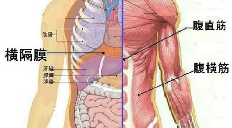 ベルカントの呼吸法に必要な筋肉図