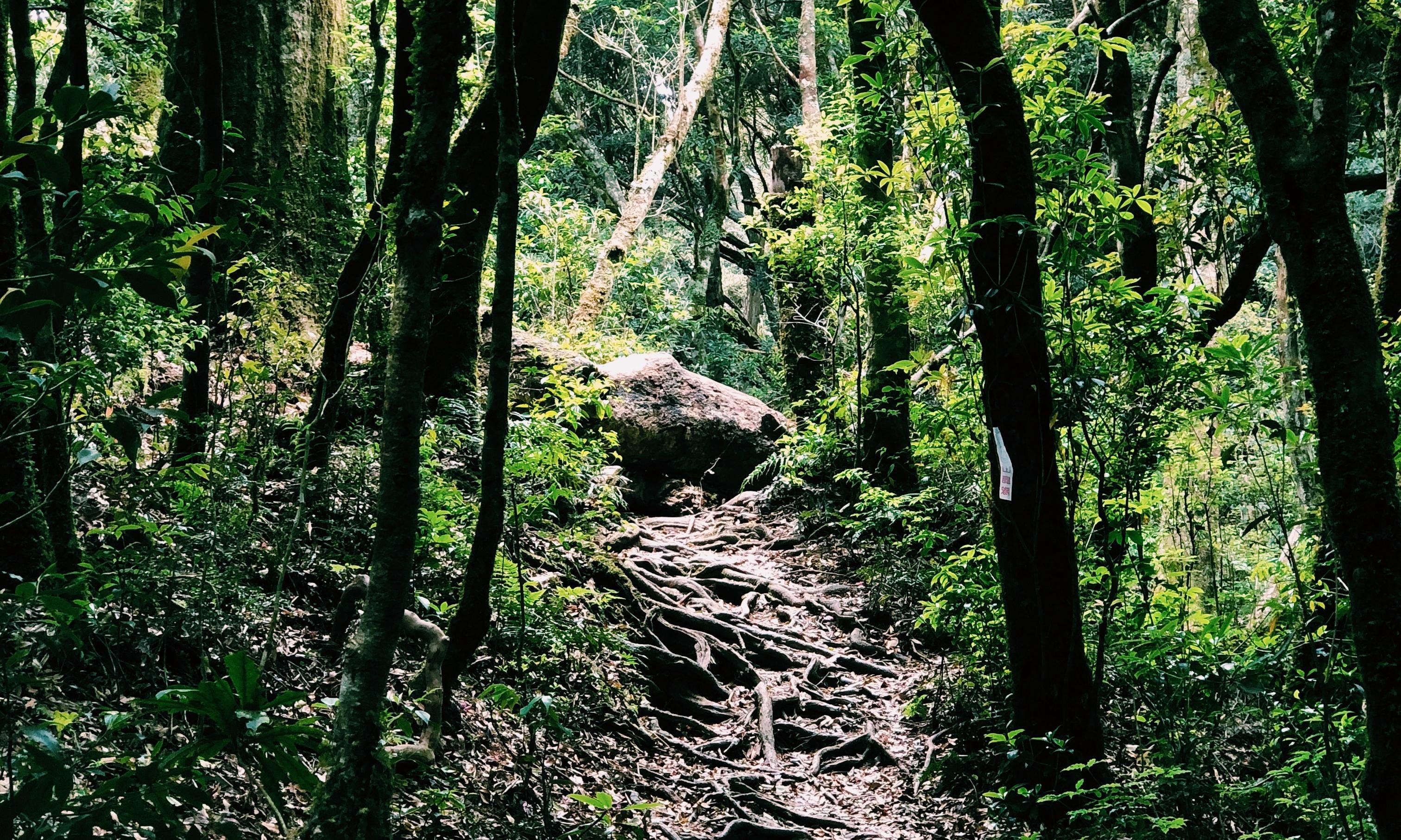 塔曼山步道：走進阿凡達秘境之前，你應該做好的行前攻略