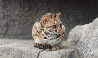 Leopard_Cat_Tennoji