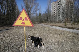 A dog is seen in the abandoned city of Pripyat near the Chernobyl nuclear power plant