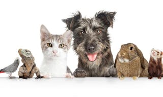 Common cute domestic animal pets hanging over a white horizontal website banner or social media cover