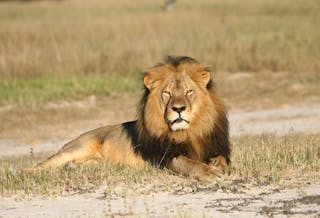 Zimbabwe Lion Killed