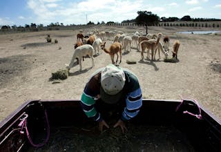 Farmer Christensen hand-feeds his Alpacas on his drought-effected property near the southern-tablelands city of Goulburn, Austra