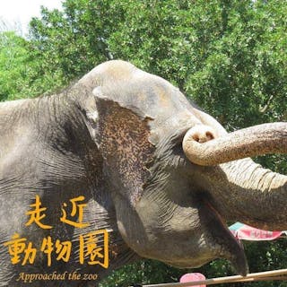 走近動物園 Approaching the zoo