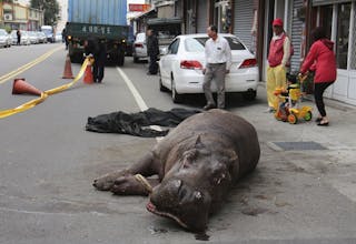 An injured hippo lies on the street after jumping off from a truck in Miaoli county