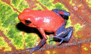 Dendrobates_pumilio