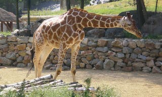 1200px-Netgiraffe