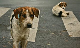 狗＿1024px-Stray_dogs_crosswalk