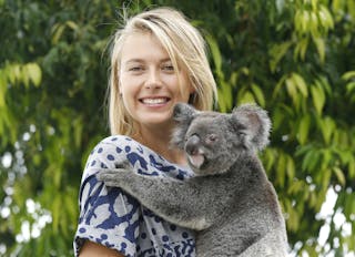 Maria Sharapova of Russia holds Sinnamon, a native Australian Koala, at the Brisbane International tennis tournament