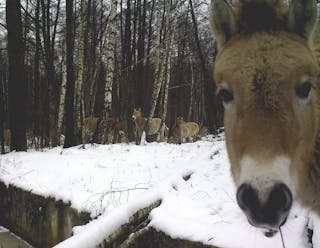 Ukraine Chernobyl