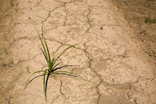 Grass sprouting from dried earth