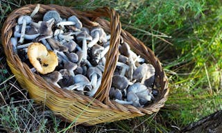 松茸 蘑菇 basket of mushrooms with Tricholoma Terreum (fredolic, negrilla) and one Lactarius deliciosus (RovellÃ³, RovellÃ³n)