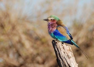 Lilac Breasted Roller 紫胸佛法僧 Coracias caudatus