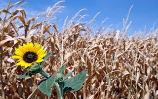 A brown and parched corn field shows the effects of a long Texas drought in Farmersville