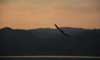 Swallow. Beautiful little swallow and her flight - 圖片