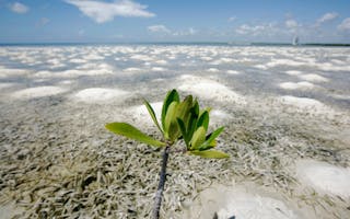 To match Feature CLIMATE/MANGROVES