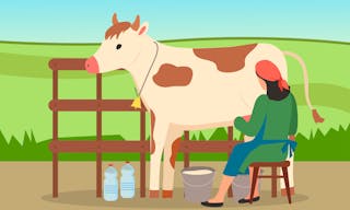 Woman farmer in uniform near cow on nature landscape. Milkmaid is working at countryside, sitting on chair and milking cow in ru