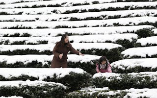 Taiwan Cold Snap Deaths