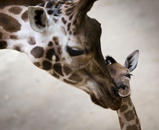 Germany Zoo