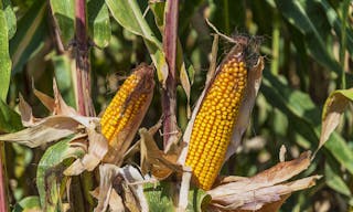 corn-1163124_1920