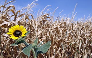 A brown and parched corn field shows the effects of a long Texas drought in Farmersville