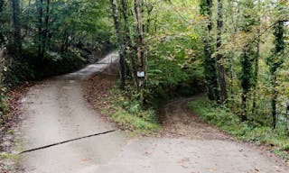 which patch? The forked road with fallen leaves in the forest. The abstract concept of decision, divergence, choice and option. 