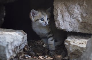 Mideast Israel Sand Cat