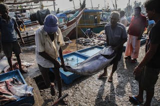 Men unload a tuna at the dock of the Mirissa Fisheries Harbour in south Sri Lanka