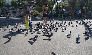 barcelona pigeon 巴塞隆納 鴿子