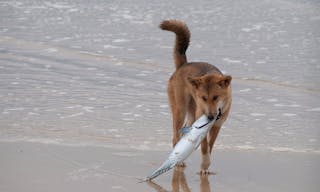 1524px-The_Dingo_Finds_a_Dead_Fish