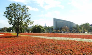 2010_Taipei_Flora_Expo_sea_of_flowers