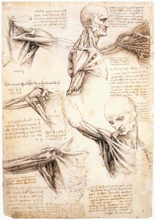 Leonardo_da_Vinci_-_Anatomical_studies_of_the_shoulder_-_WGA12824