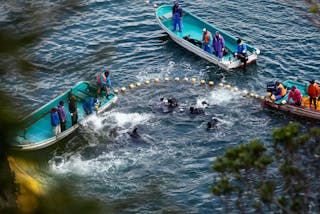 Fishermen in wetsuits hunt dolphins at a cove in Taiji