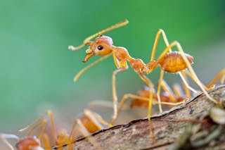 Weaver Ant