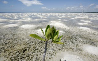 To match Feature CLIMATE/MANGROVES