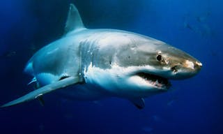 Great White Shark Amazing Underwater Creatures