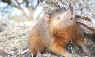 Hispaniolan_Solenodon_crop