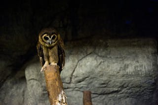 動物園 貓頭鷹