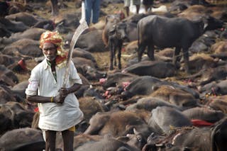 Humane Society International and Animal Welfare Network Nepal at the 2014 Gadhimai Festival