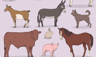 Farms animal vector set — Vector by ragakawaw