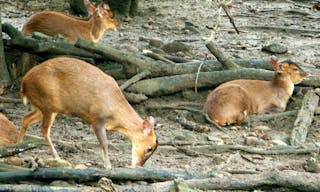 山羌_Formosan_Reeve's_muntjac