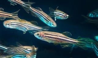 Zebrafish_(26436913602)