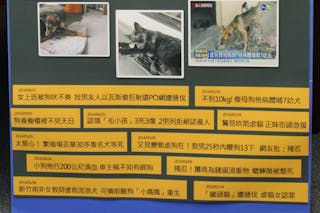 虐殺動物「先行政罰後刑罰」 修法10年仍無人入監服刑