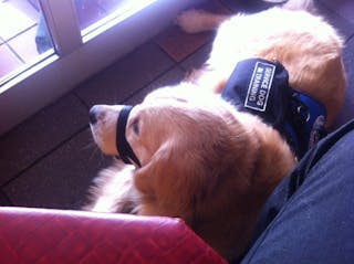 Service_Dog_at_restaurant (1)