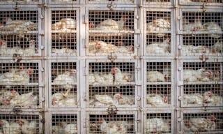 Chicken shop in India